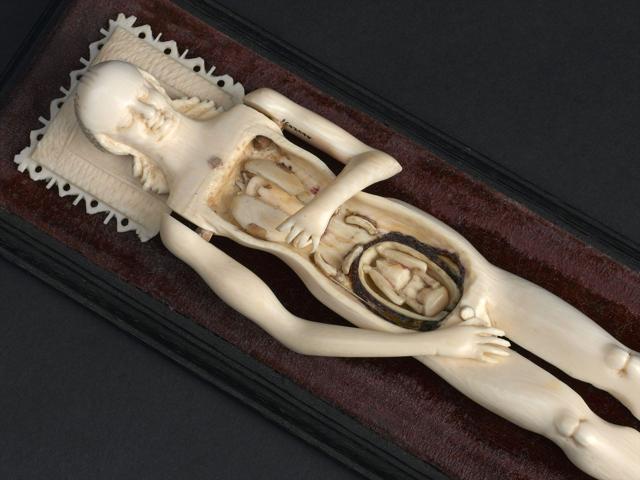 Anatomical Museum